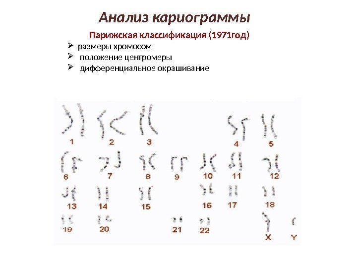 Парижская классификация хромосом (1971 г)Анализ кариограммы Парижская классификация (1971 год) размеры хромосом  положение