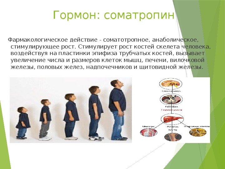 Гормон: соматропин Фармакологическое действие - соматотропное, анаболическое,  стимулирующее рост. Стимулирует рост костей скелета