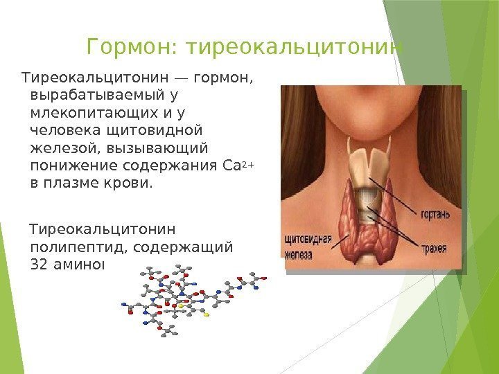 Гормон: тиреокальцитонин  Тиреокальцитонин— гормон,  вырабатываемый у млекопитающих и у человека щитовидной железой,
