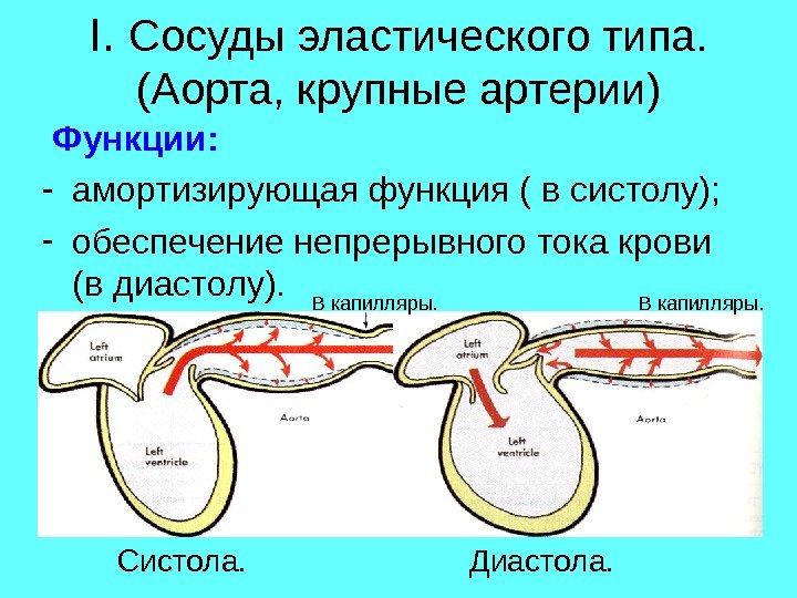 I.  Сосуды эластического типа.  (Аорта, крупные артерии)  Функции: - амортизирующая функция