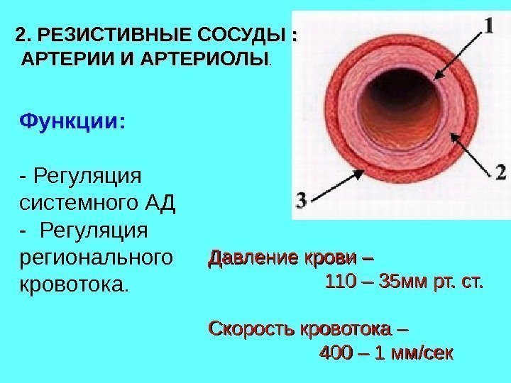  Функции: - Регуляция системного АД - Регуляция  регионального кровотока. 2. РЕЗИСТИВНЫЕ СОСУДЫ