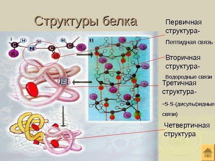 Структуры белка Первичная структура- Пептидная связь Вторичная структура- Водородные связи Третичная структура- - S