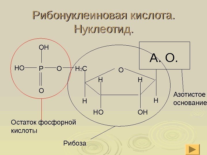 Рибонуклеиновая кислота. Нуклеотид. О Н 2 С Н НО Н Н ОН НОР ООН