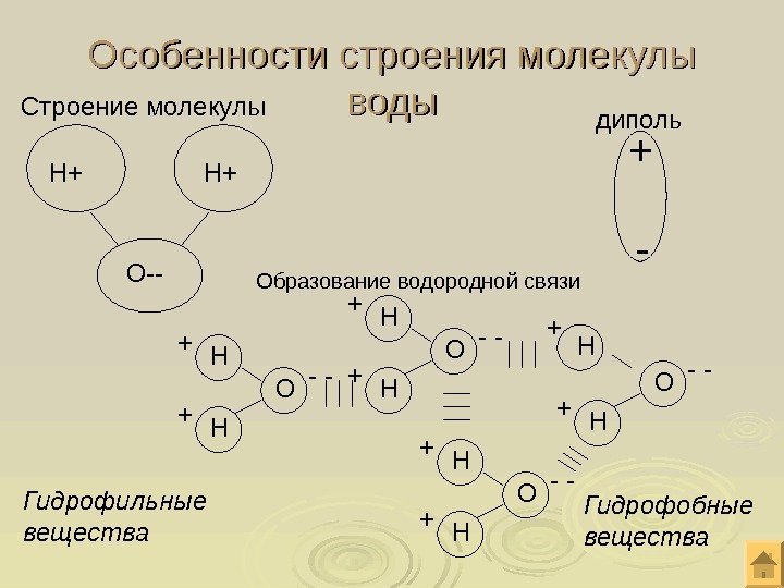 Особенности строения молекулы воды Н+ Н+ О--Строение молекулы + -диполь Образование водородной связи -