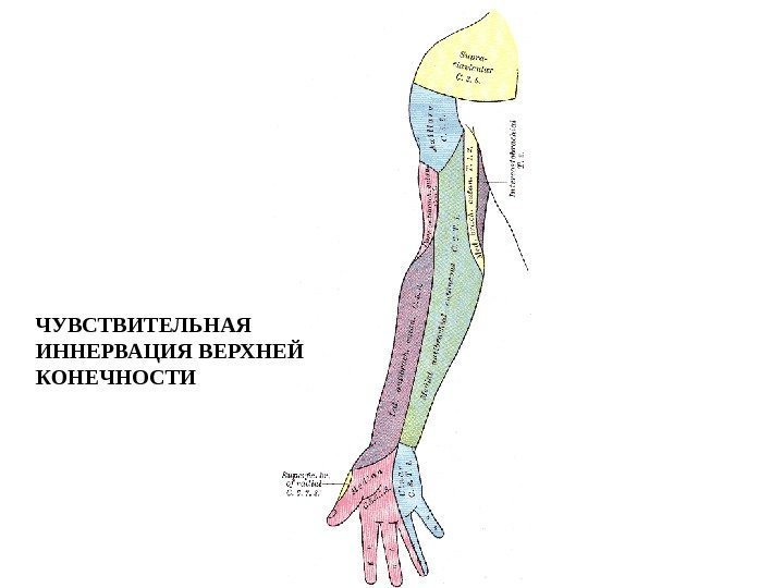 ЧУВСТВИТЕЛЬНАЯ ИННЕРВАЦИЯ ВЕРХНЕЙ КОНЕЧНОСТИ 