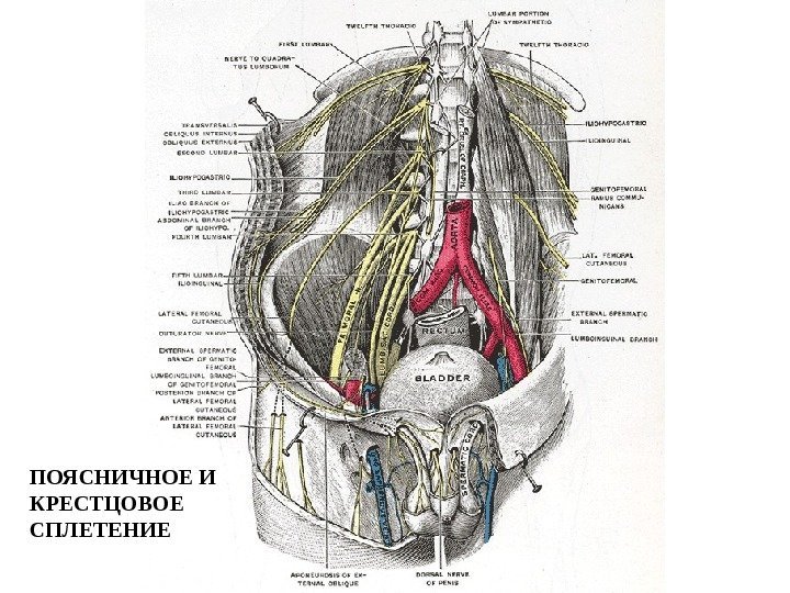 ПОЯСНИЧНОЕ И КРЕСТЦОВОЕ СПЛЕТЕНИЕ 