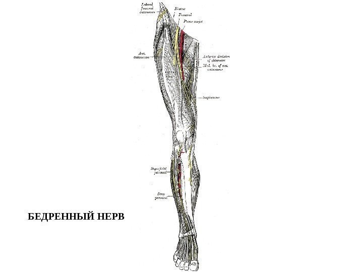 БЕДРЕННЫЙ НЕРВ 