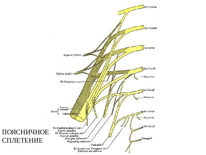 ПОЯСНИЧНОЕ СПЛЕТЕНИЕ 