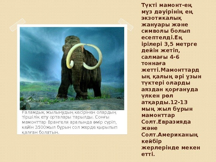 Түкті мамонт-ең мұз дәуірінің ең экзотикалық жануары және символы болып есептелді. Ең ірілері 3,