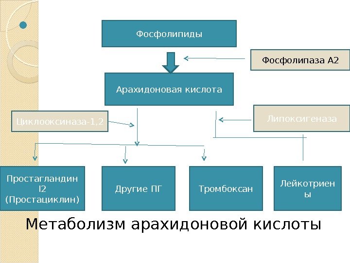  Метаболизм арахидоновой кислоты Фосфолипиды Арахидоновая кислота Простагландин I 2 (Простациклин) Другие ПГ Тромбоксан