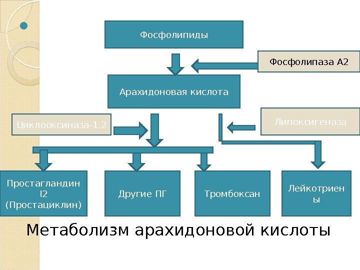  Метаболизм арахидоновой кислоты Фосфолипиды Арахидоновая кислота Простагландин I 2 (Простациклин) Другие ПГ Тромбоксан