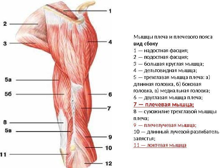 Мышцы плеча и плечевого пояса вид сбоку 1 — надостная фасция; 2 — подостная