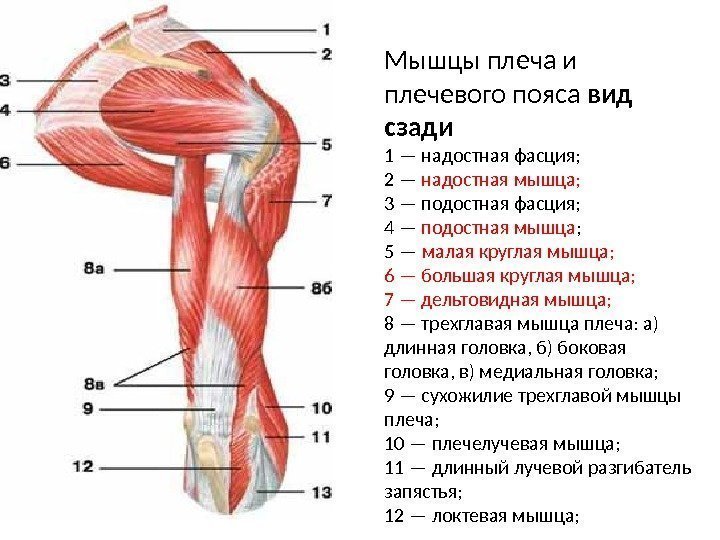 Мышцы плеча и плечевого пояса вид сзади 1 — надостная фасция; 2 — надостная