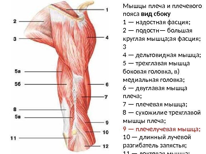 Мышцы плеча и плечевого пояса вид сбоку 1 — надостная фасция; 2 — подостн—
