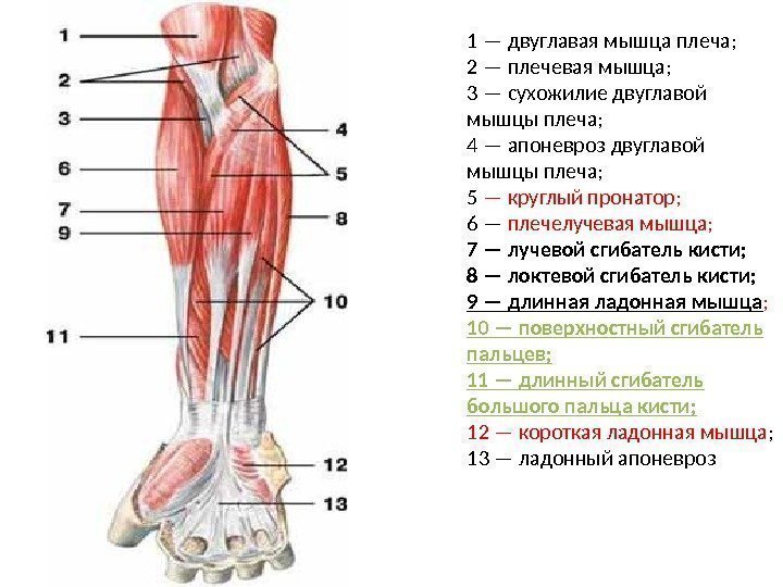1 — двуглавая мышца плеча; 2 — плечевая мышца; 3 — сухожилие двуглавой мышцы