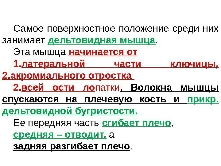 Самое поверхностное положение среди них занимает дельтовидная мышца.  Эта мышца начинается от 1.