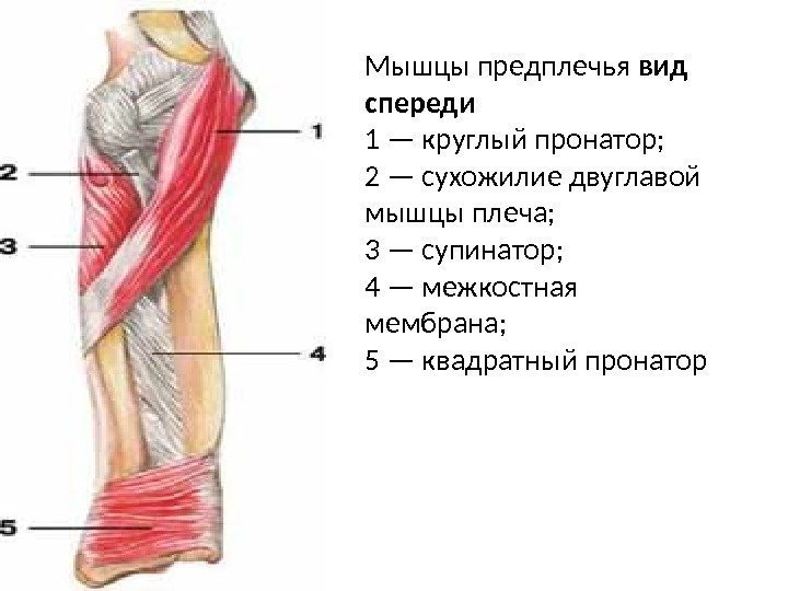 Мышцы предплечья вид спереди 1 — круглый пронатор; 2 — сухожилие двуглавой мышцы плеча;