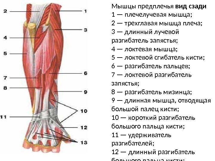 Мышцы предплечья вид сзади 1 — плечелучевая мышца; 2 — трехглавая мышца плеча; 3