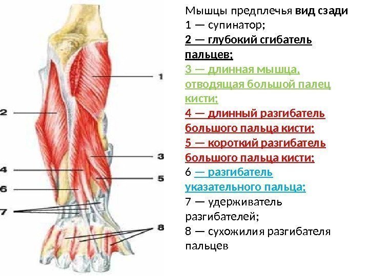 Мышцы предплечья вид сзади 1 — супинатор; 2 — глубокий сгибатель пальцев; 3 —