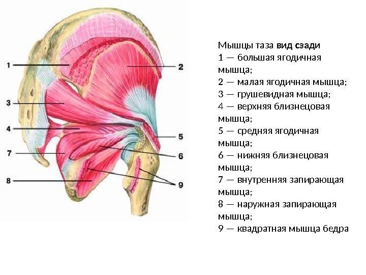 Мышцы таза вид сзади 1 — большая ягодичная мышца; 2 — малая ягодичная мышца;