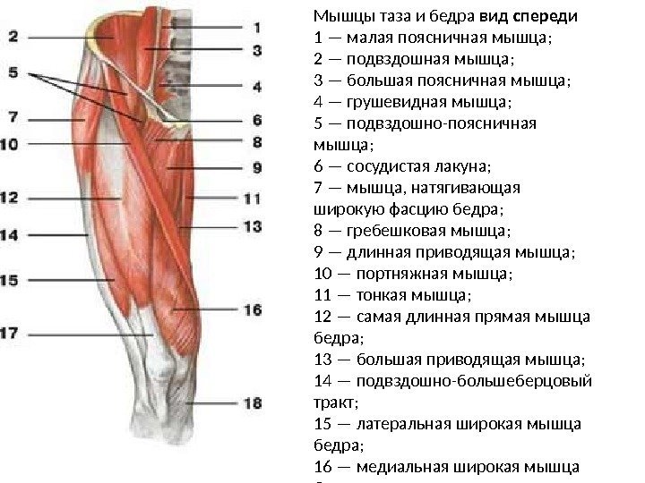 Мышцы таза и бедра вид спереди 1 — малая поясничная мышца; 2 — подвздошная