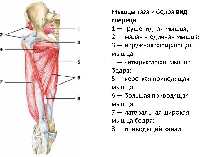 Мышцы таза и бедра вид спереди 1 — грушевидная мышца; 2 — малая ягодичная