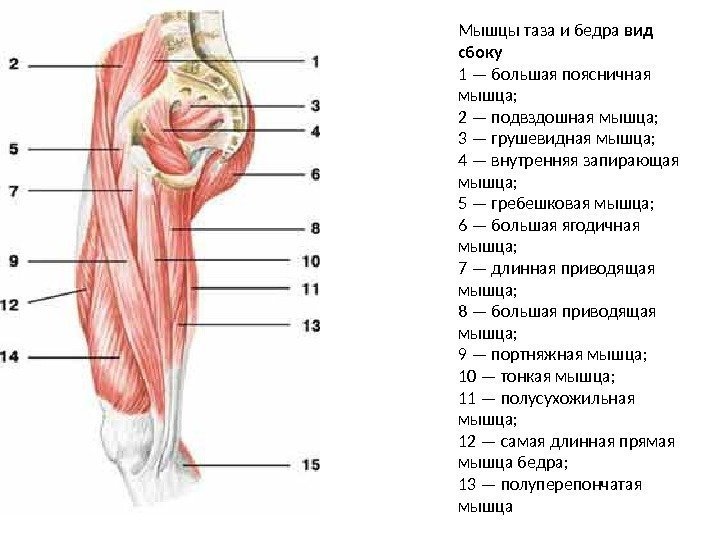 Мышцы таза и бедра вид сбоку 1 — большая поясничная мышца; 2 — подвздошная