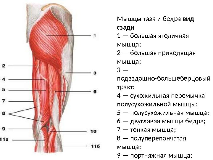 Мышцы таза и бедра вид сзади 1 — большая ягодичная мышца; 2 — большая
