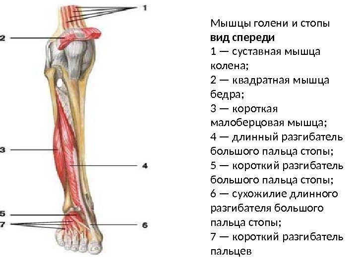Мышцы голени и стопы вид спереди 1 — суставная мышца колена; 2 — квадратная