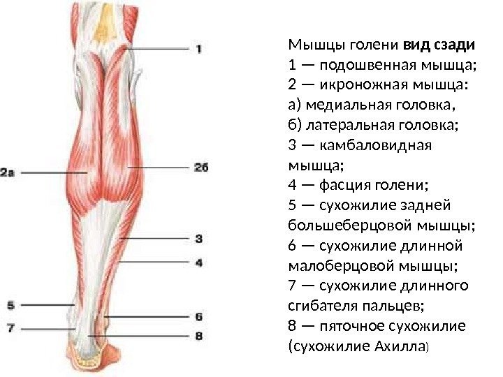 Мышцы голени вид сзади 1 — подошвенная мышца; 2 — икроножная мышца: а) медиальная