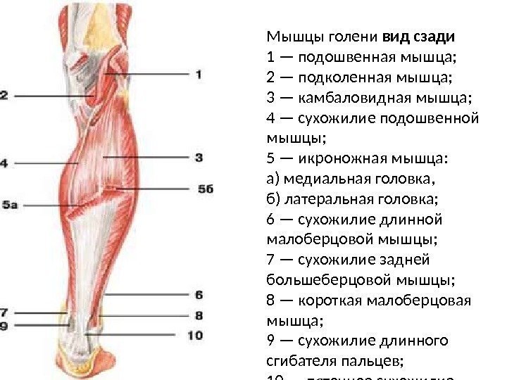 Мышцы голени вид сзади 1 — подошвенная мышца; 2 — подколенная мышца; 3 —