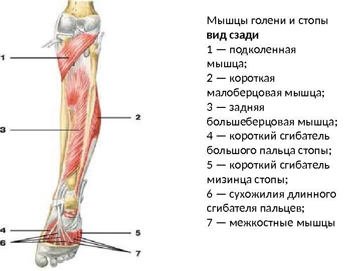 Мышцы голени и стопы вид сзади 1 — подколенная мышца; 2 — короткая малоберцовая