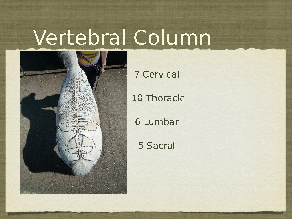 Vertebral Column 7 Cervical 18 Thoracic 6 Lumbar 5 Sacral 27 31 32 34