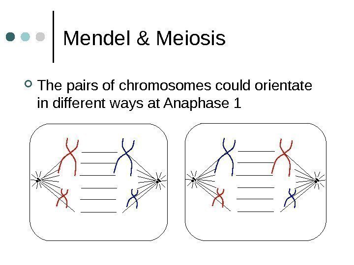 Mendel & Meiosis The pairs of chromosomes could orientate in different ways at Anaphase