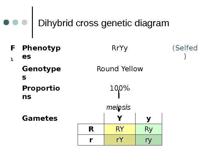 F 1 Phenotyp es Rr. Yy (Selfed ) Genotype s Round Yellow Proportio ns