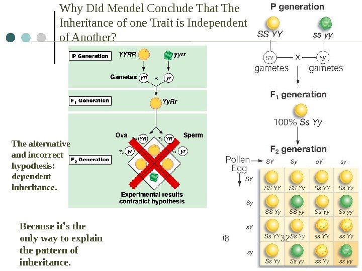 Why Did Mendel Conclude That The Inheritance of one Trait is Independent of Another?
