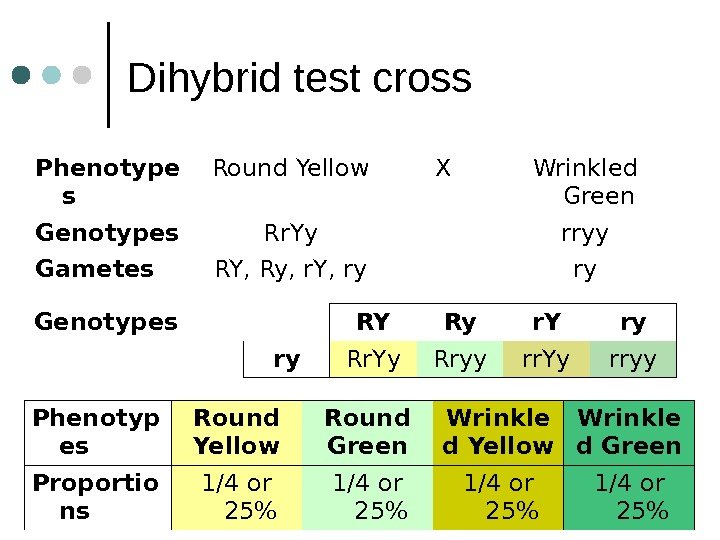 Dihybrid test cross Phenotype s Round Yellow X Wrinkled Green Genotypes Rr. Yy rryy