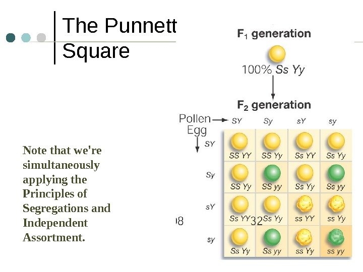 4 The Punnett Square  Note that we ’ re simultaneously applying the Principles