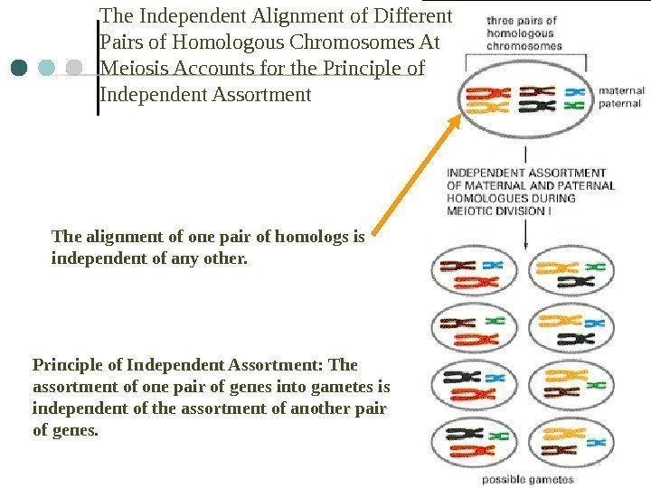 5 The Independent Alignment of Different Pairs of Homologous Chromosomes At Meiosis Accounts for