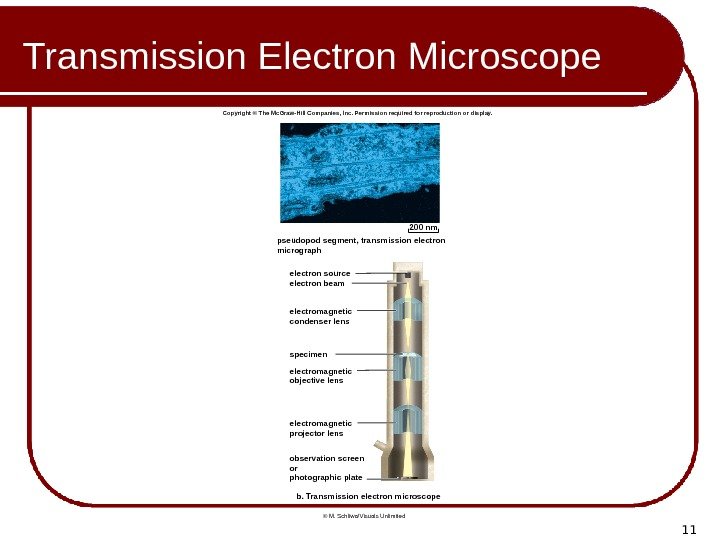 11 Transmission Electron Microscope electron source electron beam b. Transmission electron microscopespecimen 200 nm