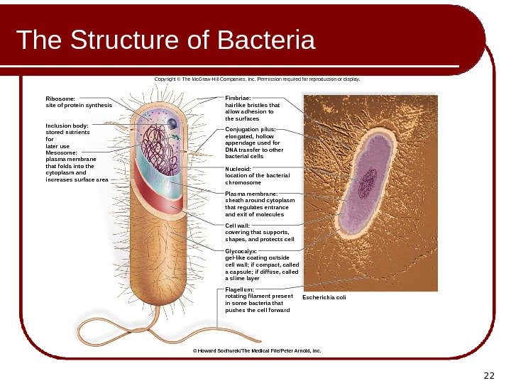 22 The Structure of Bacteria Inclusion body: stored nutrients for later use Mesosome: plasma