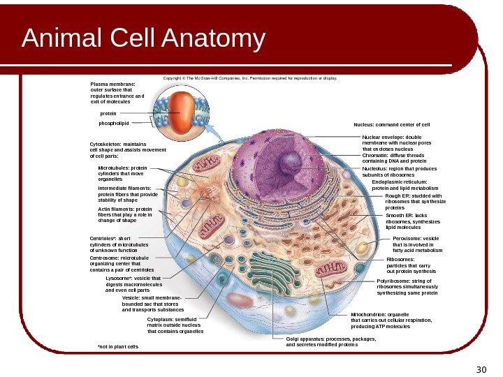 30 Animal Cell Anatomy *not in plant cells. Plasma membrane: outer surface that regulates
