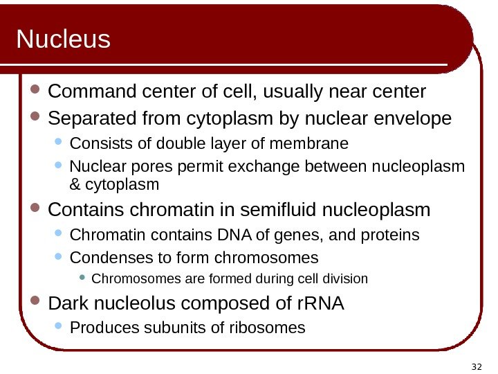 32 Nucleus Command center of cell, usually near center Separated from cytoplasm by nuclear