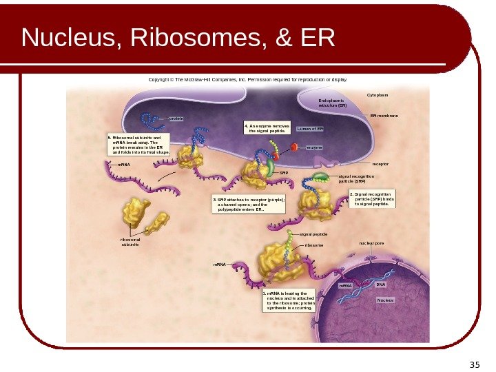 35 Nucleus, Ribosomes, & ER 4. An enzyme removes  the signal peptide. protein