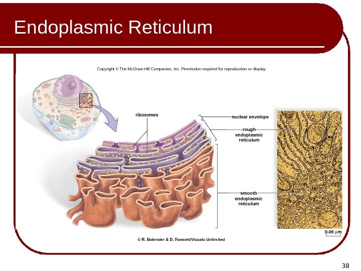 38 Endoplasmic Reticulum nuclear enveloperibosomes 0. 08 mrough endoplasmic reticulum smooth endoplasmic reticulum. Copyright