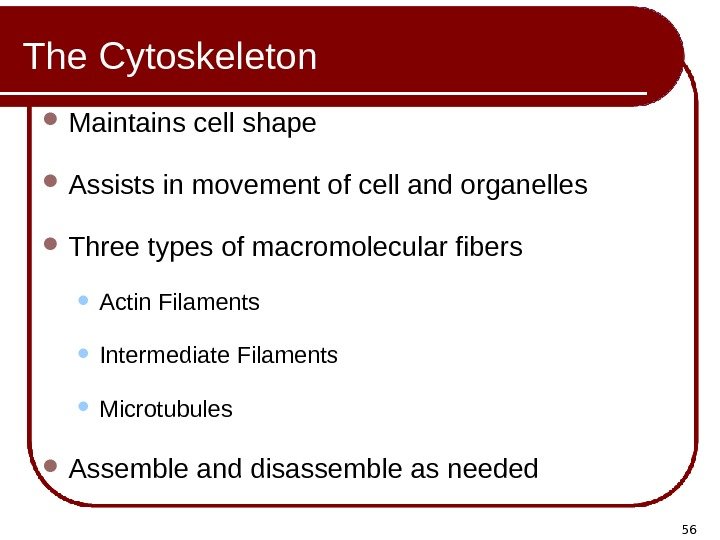 56 The Cytoskeleton Maintains cell shape Assists in movement of cell and organelles Three