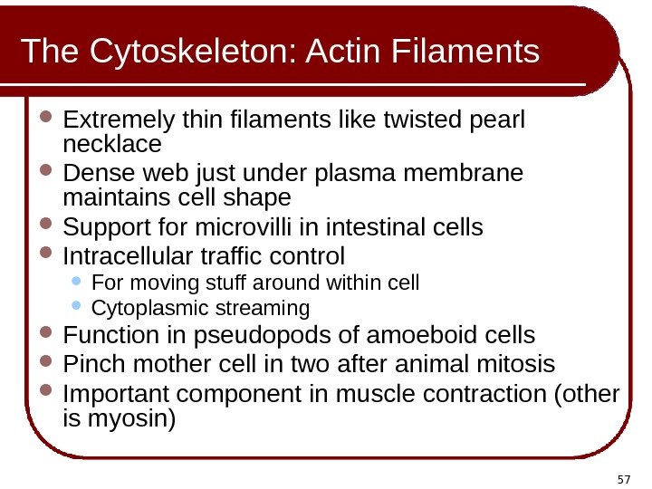 57 The Cytoskeleton: Actin Filaments Extremely thin filaments like twisted pearl necklace Dense web