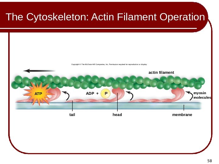 58 The Cytoskeleton: Actin Filament Operation P ATP tail head membrane myosin molecules. ADP