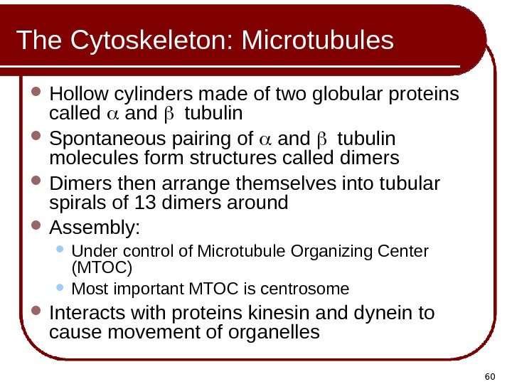 60 The Cytoskeleton: Microtubules Hollow cylinders made of two globular proteins called  and