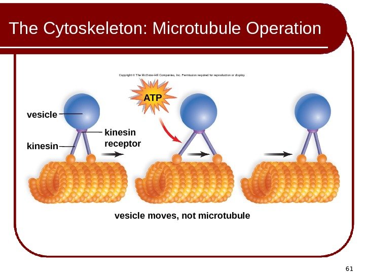 61 The Cytoskeleton: Microtubule Operation vesicle moves, not microtubulekinesin receptorvesicle kinesin ATPCopyright © The